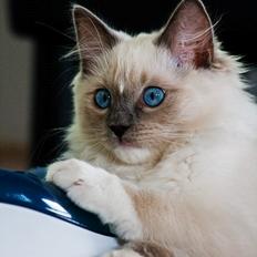 Ragdoll DK Maine Malawi’s Stuck On You. (Soya)