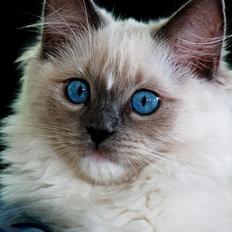 Ragdoll DK Maine Malawi’s Stuck On You. (Soya)