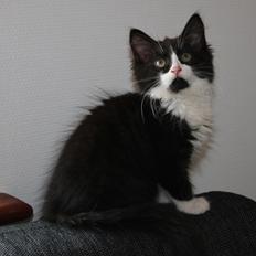 Blanding af racer Chloe