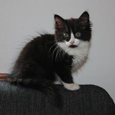 Blanding af racer Chloe