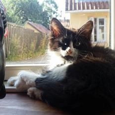 Blanding af racer Chloe