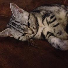 British Shorthair Luna