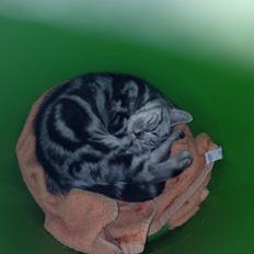 British Shorthair Luna
