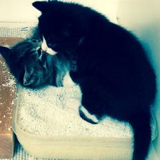 Blanding af racer Gaia Hera Mini-Snip Snude Hvidtfeldt