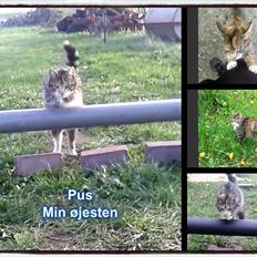 Huskat pus (mit et og alt) <3