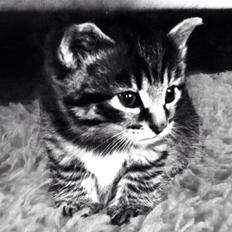 Blanding af racer Miv Venus Snude Hvidtfeldt