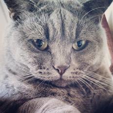 Blanding af racer Safir