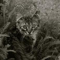 Blanding af racer | Mosevangens Charlie