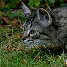 Blanding af racer | Mosevangens Charlie