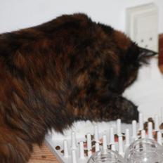 Blanding af racer Mille