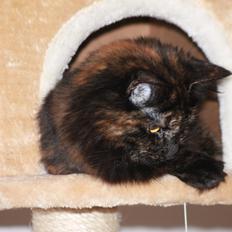 Blanding af racer Mille