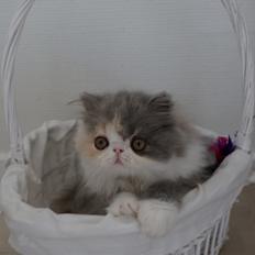 Perser Dkmaywood's Mina