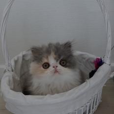 Perser Dkmaywood's Mina