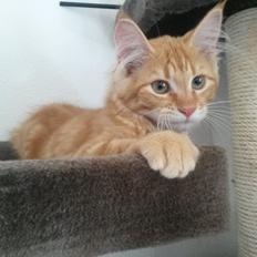 Blanding af racer Bailey