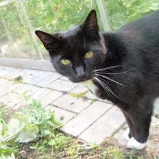 Huskat Pjuske (Pjulle)