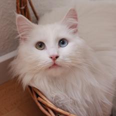 Maine Coon Galadriel