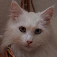 Maine Coon Galadriel