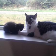 Blanding af racer Bamse