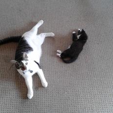 Blanding af racer Bamse