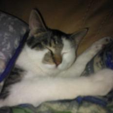 Blanding af racer Bamse