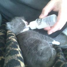 Blanding af racer Xena