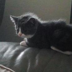 Blanding af racer Xena