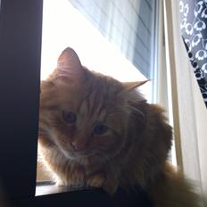 Blanding af racer Diego