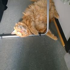 Blanding af racer Diego