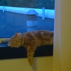 Blanding af racer Diego