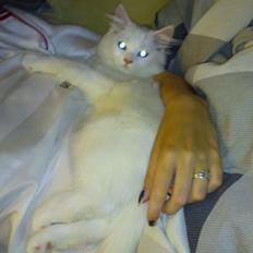 Blanding af racer Lulu