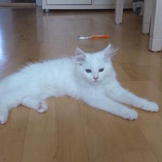 Blanding af racer Lulu