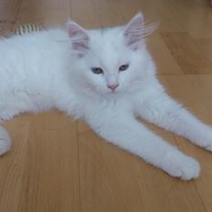 Blanding af racer Lulu