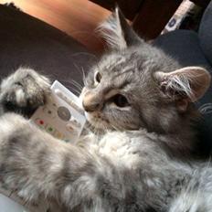 Maine Coon Niscayah Blue Zeraphine