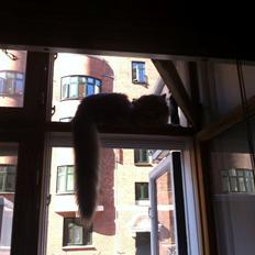 Maine Coon Niscayah Blue Zeraphine