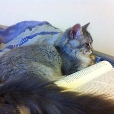 Maine Coon Niscayah Blue Zeraphine