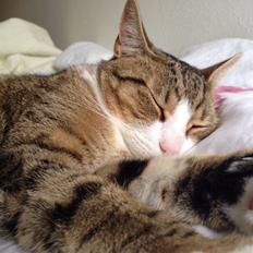 Blanding af racer Charlie