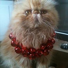 Perser Misty Browns Alfie