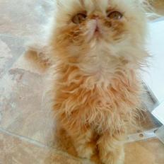 Perser Misty Browns Alfie