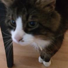 Blanding af racer Walter