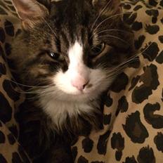 Blanding af racer Walter