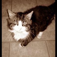 Blanding af racer Walter