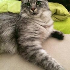 Blanding af racer Pjevs