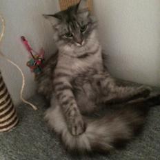 Blanding af racer Pjevs