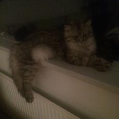 Blanding af racer Pjevs