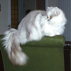 Perser Scary Vermehr