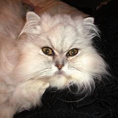 Perser Scary Vermehr