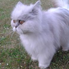 Perser Scary Vermehr