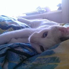 Blanding af racer Rhaegar