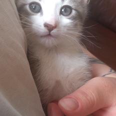 Blanding af racer Niimah