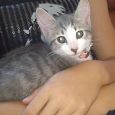 Blanding af racer Niimah